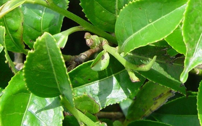 Экстракт листьев зеленого чая (Camellia Sinensis Leaf Extract) в