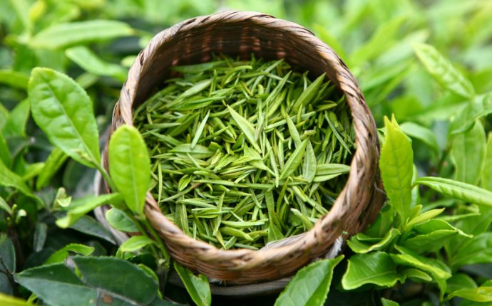 Сколько можно пить зеленого чая в день без вреда для здоровья