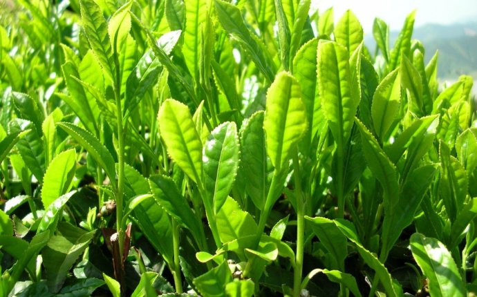 Зеленый чай снижает риск инсульта - Дом Солнца