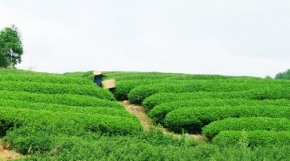 Чайная плантация, где собирают Да Хун Пао