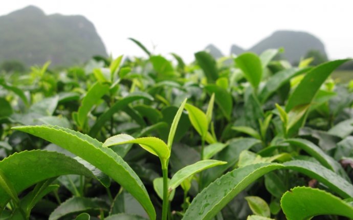 Чем Отличается Зеленый Чай от Черного
