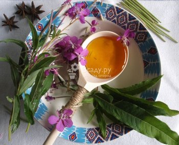 Иван чай или Кипрей с медом - поможет от простудных заболеваний