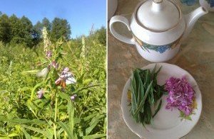 Иван-чай – полезный лесной чай