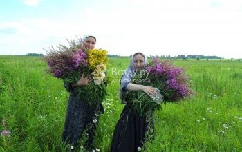 Собирают Иван чай в июне, для заготовки используют как стебель, так и цветы