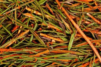 Заваривать рододендрон Адамса можно не только с черным и зеленым чаем, но и с травяными сборами